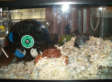 Bruno and Fang in their new cage