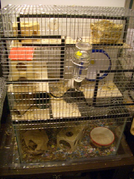 Gerbil Highrise 2