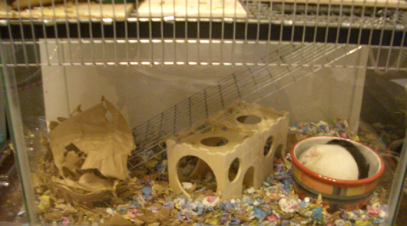 Gerbil House - Lower Level