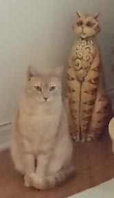 Spencer the Rescue Cat