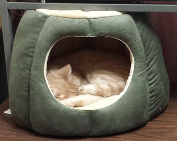 Spencer the Rescue Cat